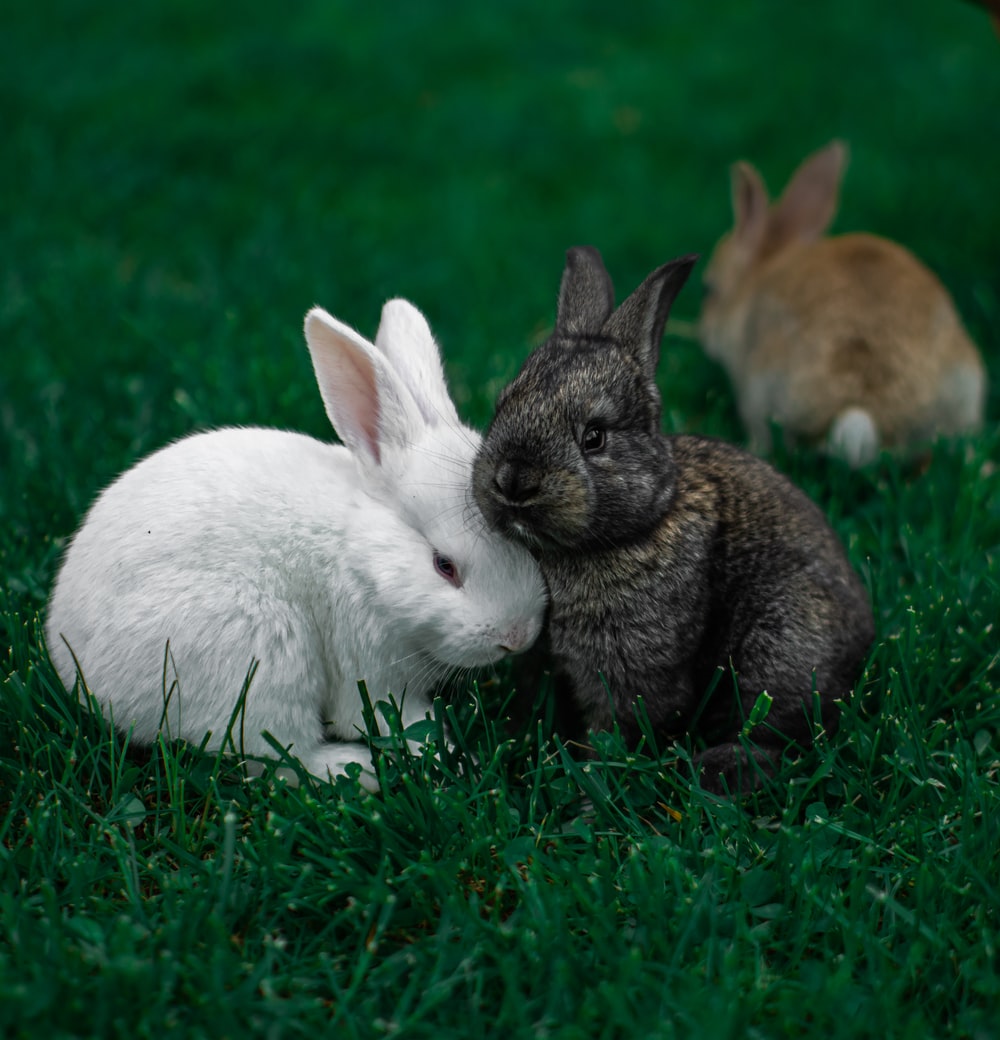 Detail Images Of Bunny Rabbits Nomer 20