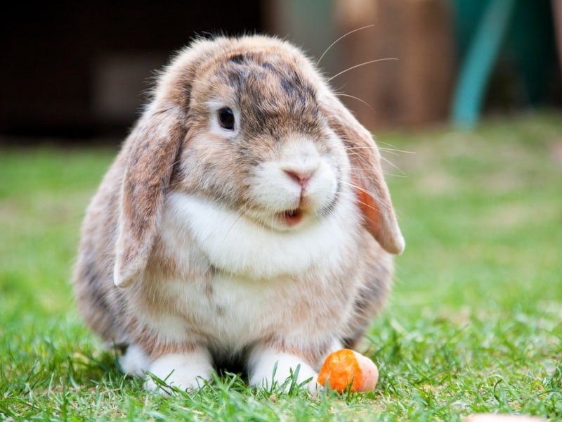 Detail Images Of Bunny Rabbits Nomer 3