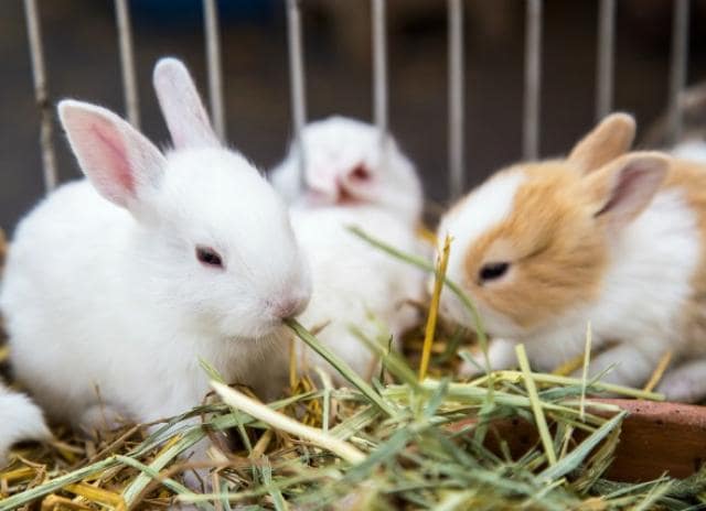 Detail Images Of Bunny Rabbits Nomer 21