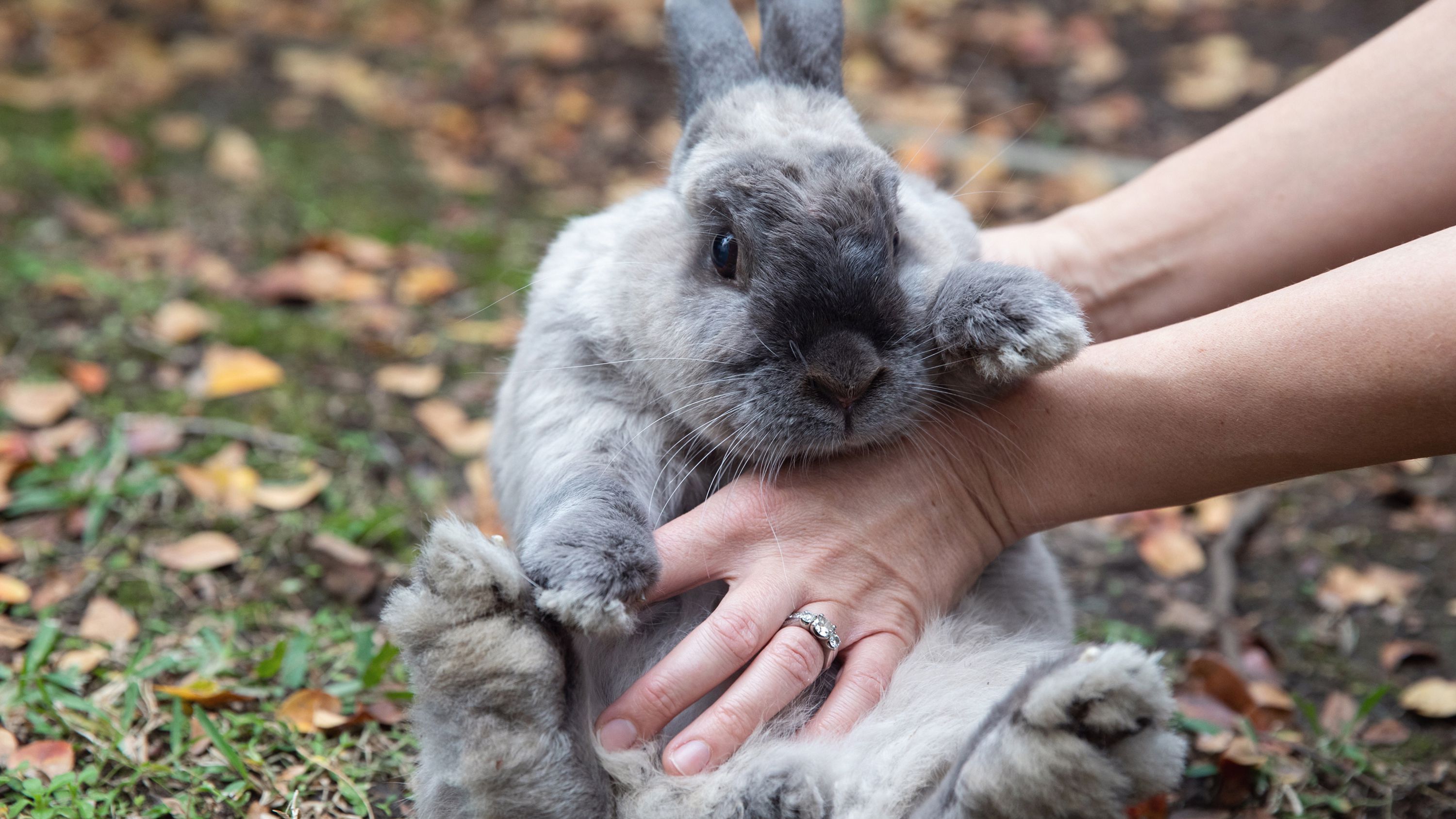 Detail Images Of Bunny Rabbits Nomer 22