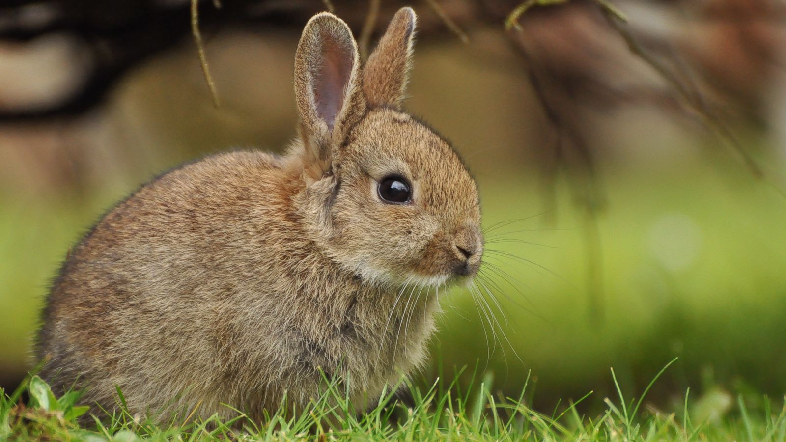Detail Images Of Bunny Rabbits Nomer 23