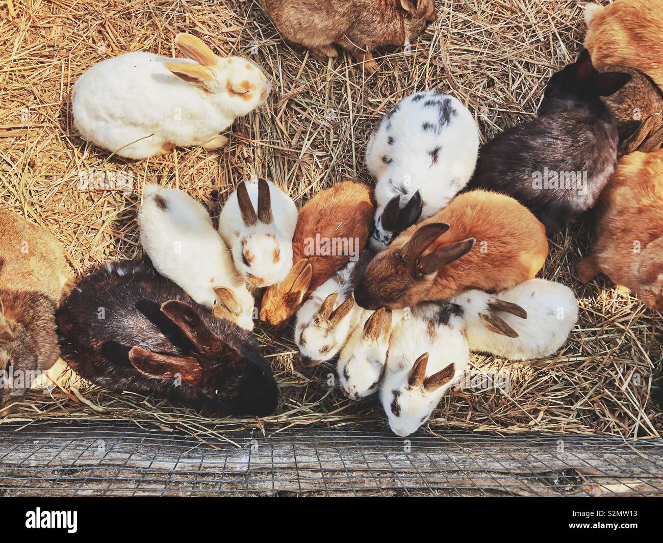 Detail Images Of Bunny Rabbits Nomer 25