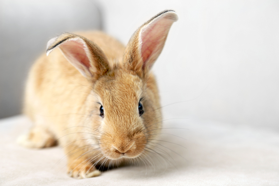 Detail Images Of Bunny Rabbits Nomer 27