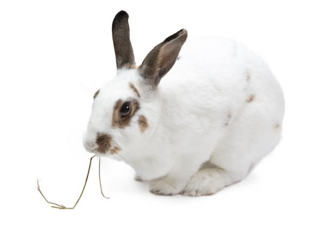 Detail Images Of Bunny Rabbits Nomer 28