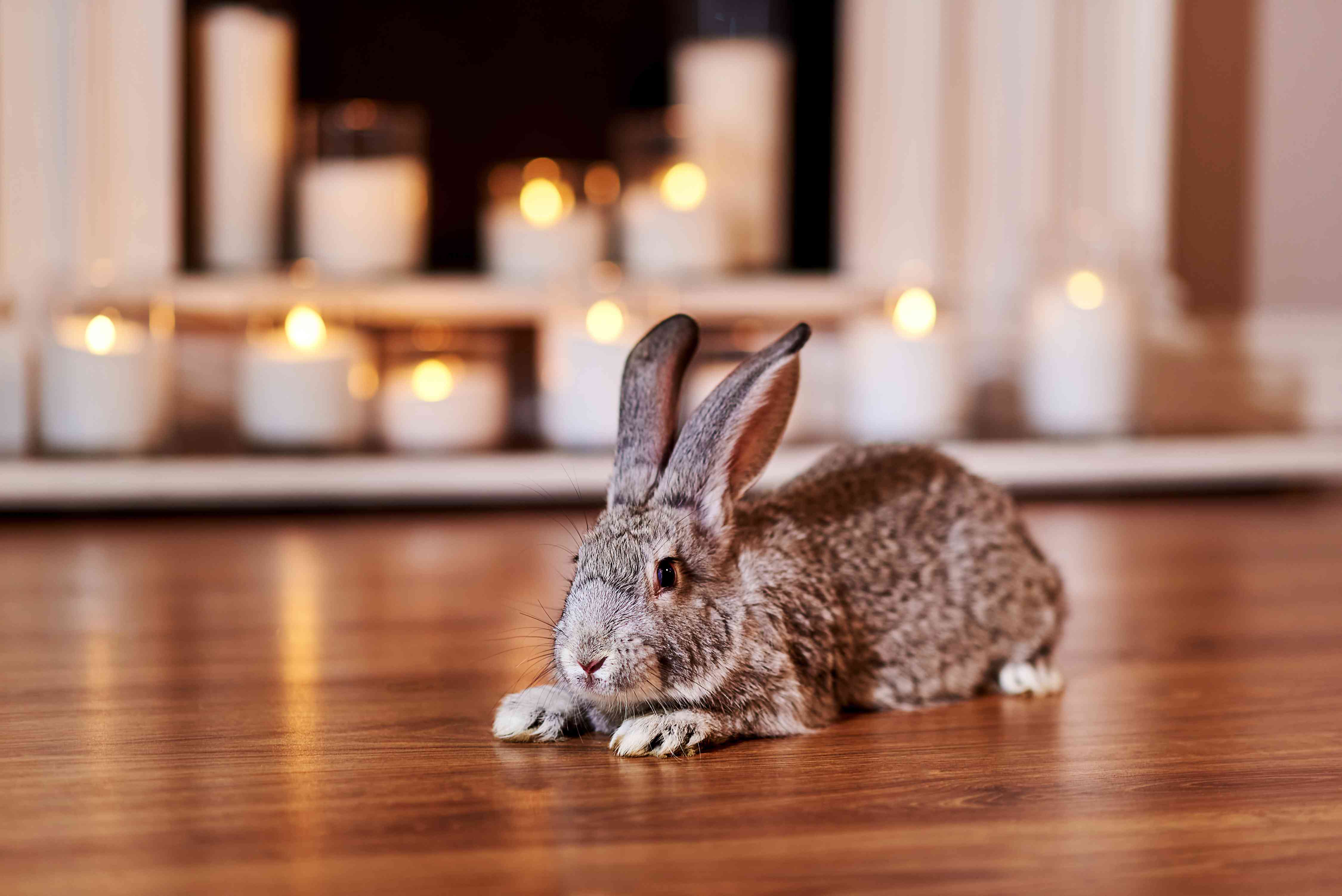 Detail Images Of Bunny Rabbits Nomer 31
