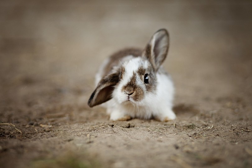 Detail Images Of Bunny Rabbits Nomer 34