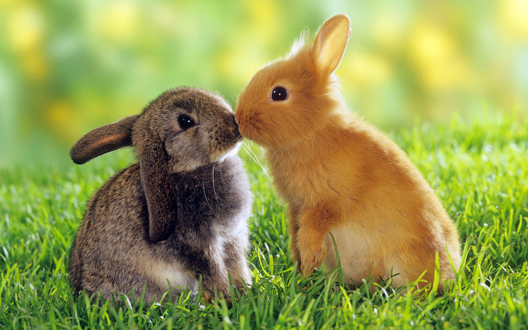 Detail Images Of Bunny Rabbits Nomer 36