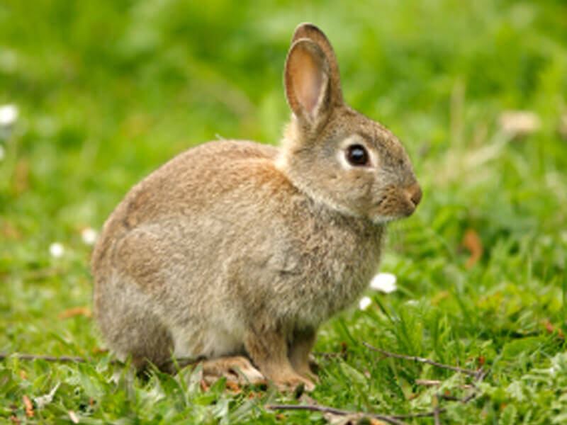 Detail Images Of Bunny Rabbits Nomer 37