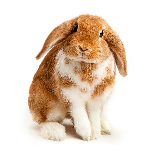 Detail Images Of Bunny Rabbits Nomer 5