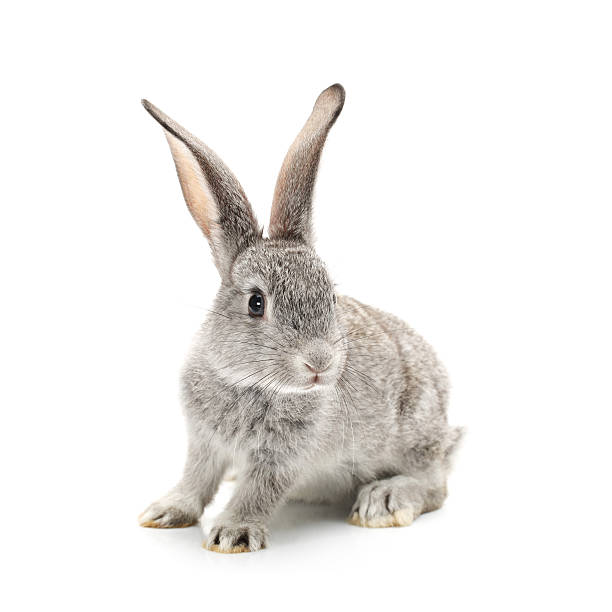 Detail Images Of Bunny Rabbits Nomer 40