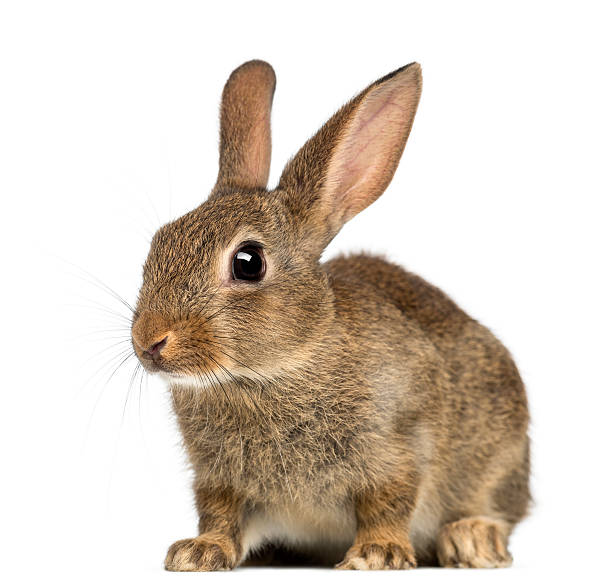 Detail Images Of Bunny Rabbits Nomer 44