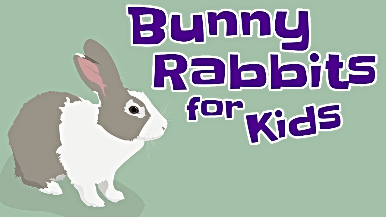 Detail Images Of Bunny Rabbits Nomer 48