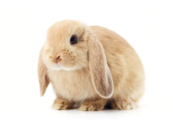 Detail Images Of Bunny Rabbits Nomer 6