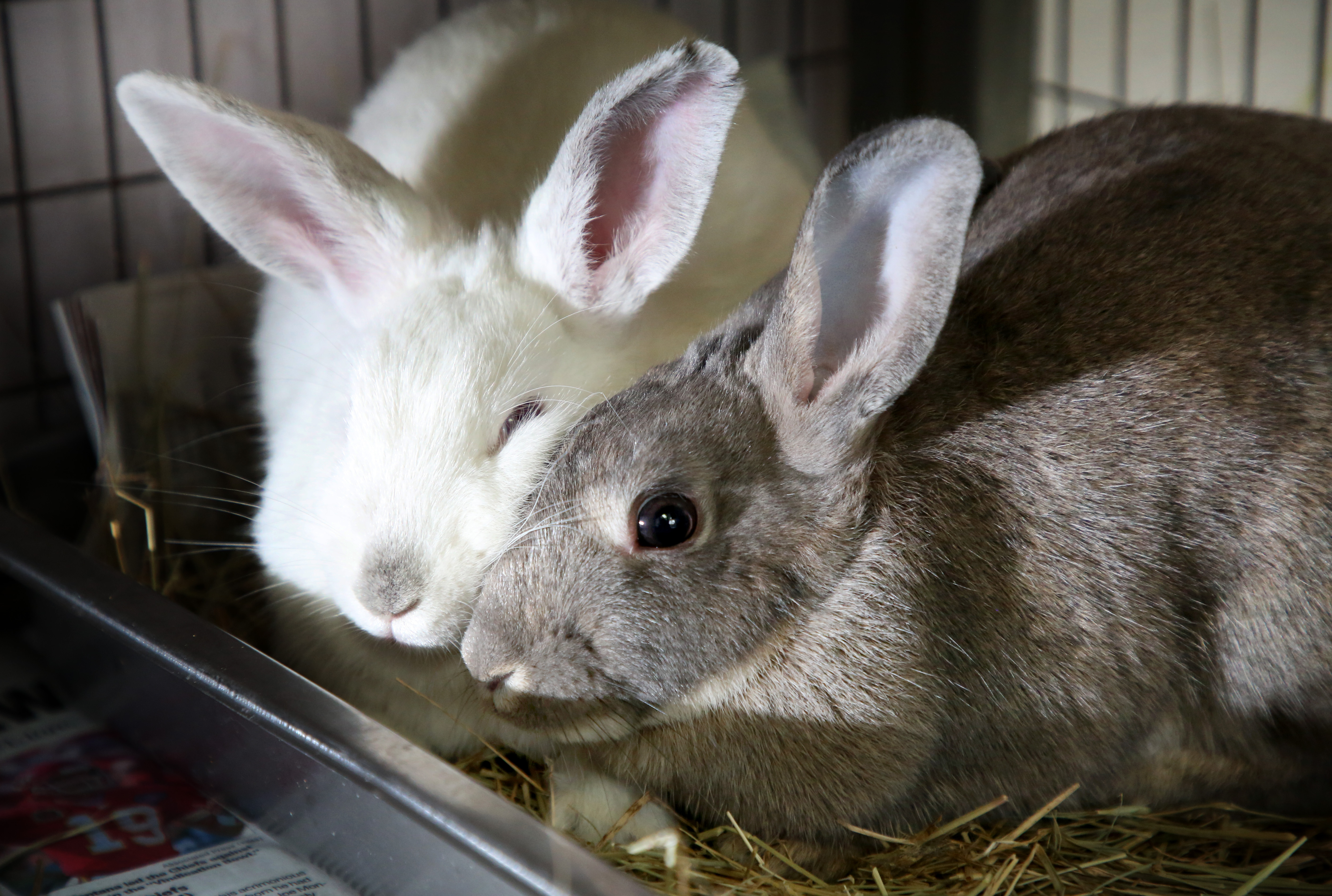 Detail Images Of Bunny Rabbits Nomer 51