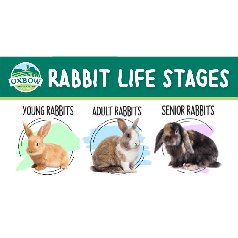 Detail Images Of Bunny Rabbits Nomer 52