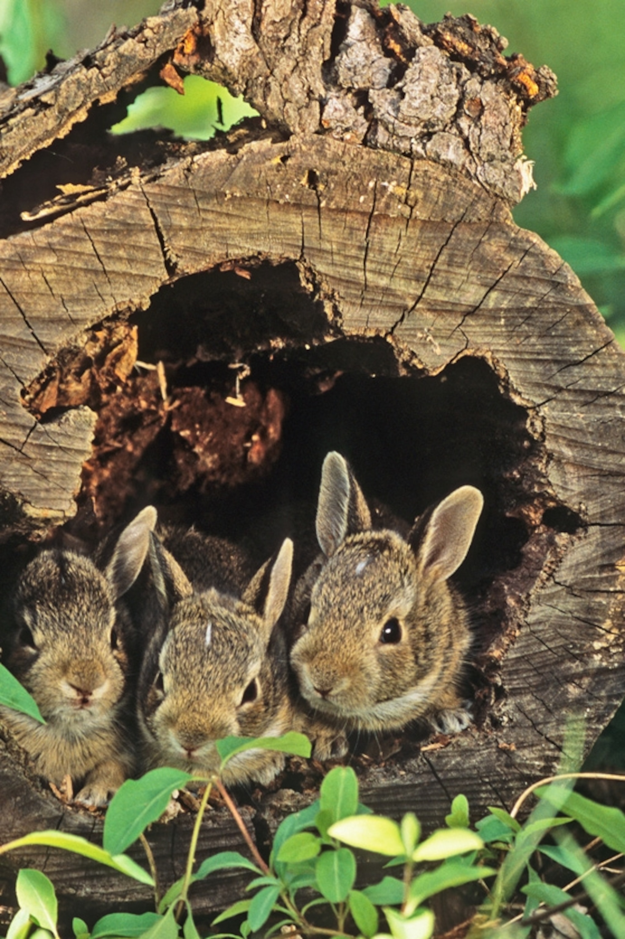 Detail Images Of Bunny Rabbits Nomer 53