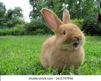 Detail Images Of Bunny Rabbits Nomer 54