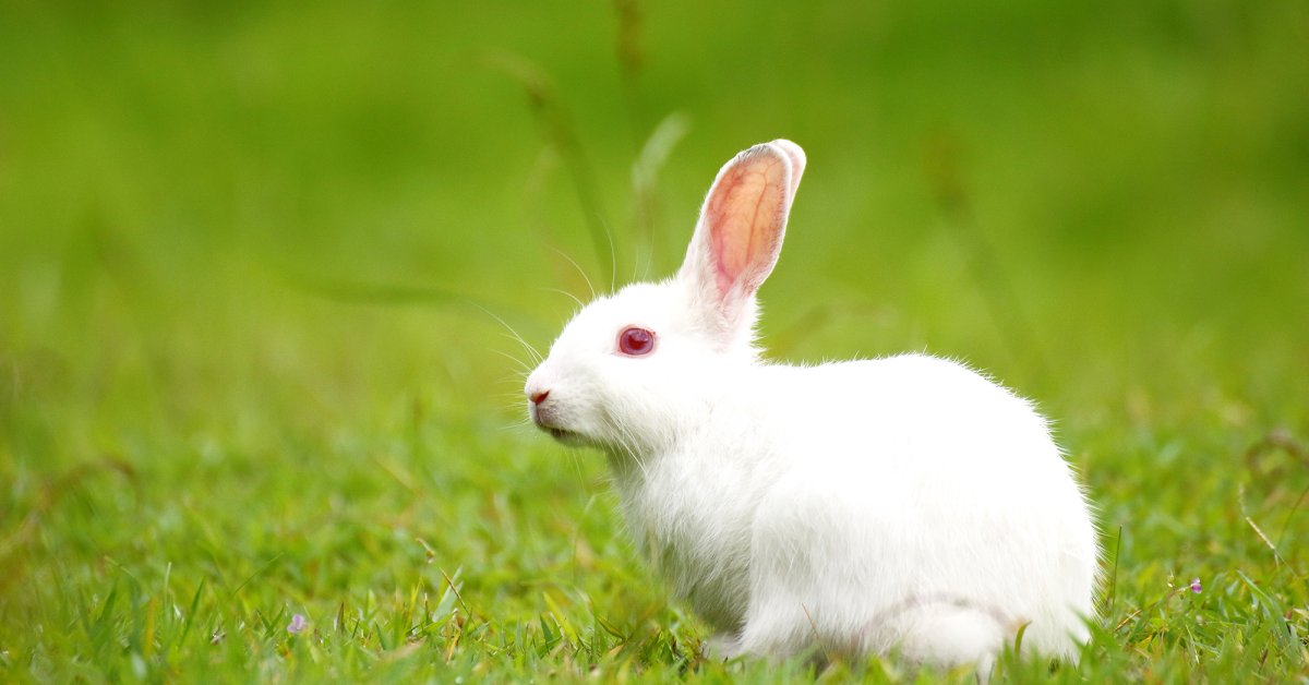 Detail Images Of Bunny Rabbits Nomer 55