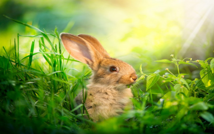 Detail Images Of Bunny Rabbits Nomer 56
