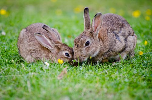 Detail Images Of Bunny Rabbits Nomer 57