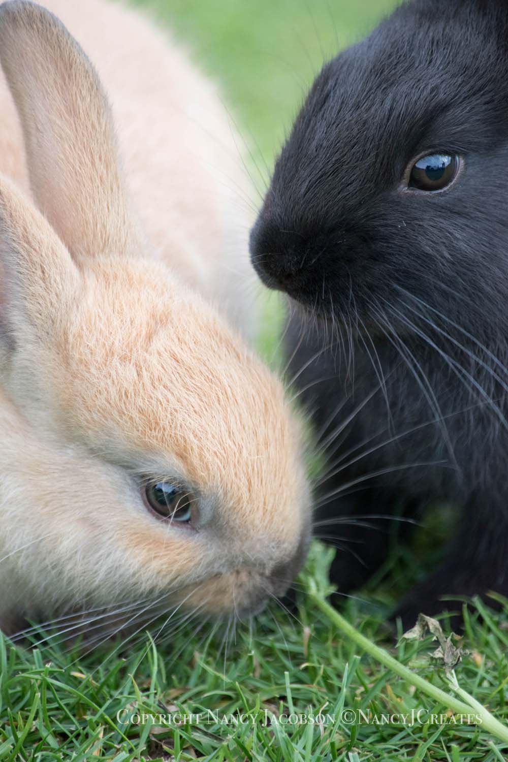 Detail Images Of Bunny Rabbits Nomer 58