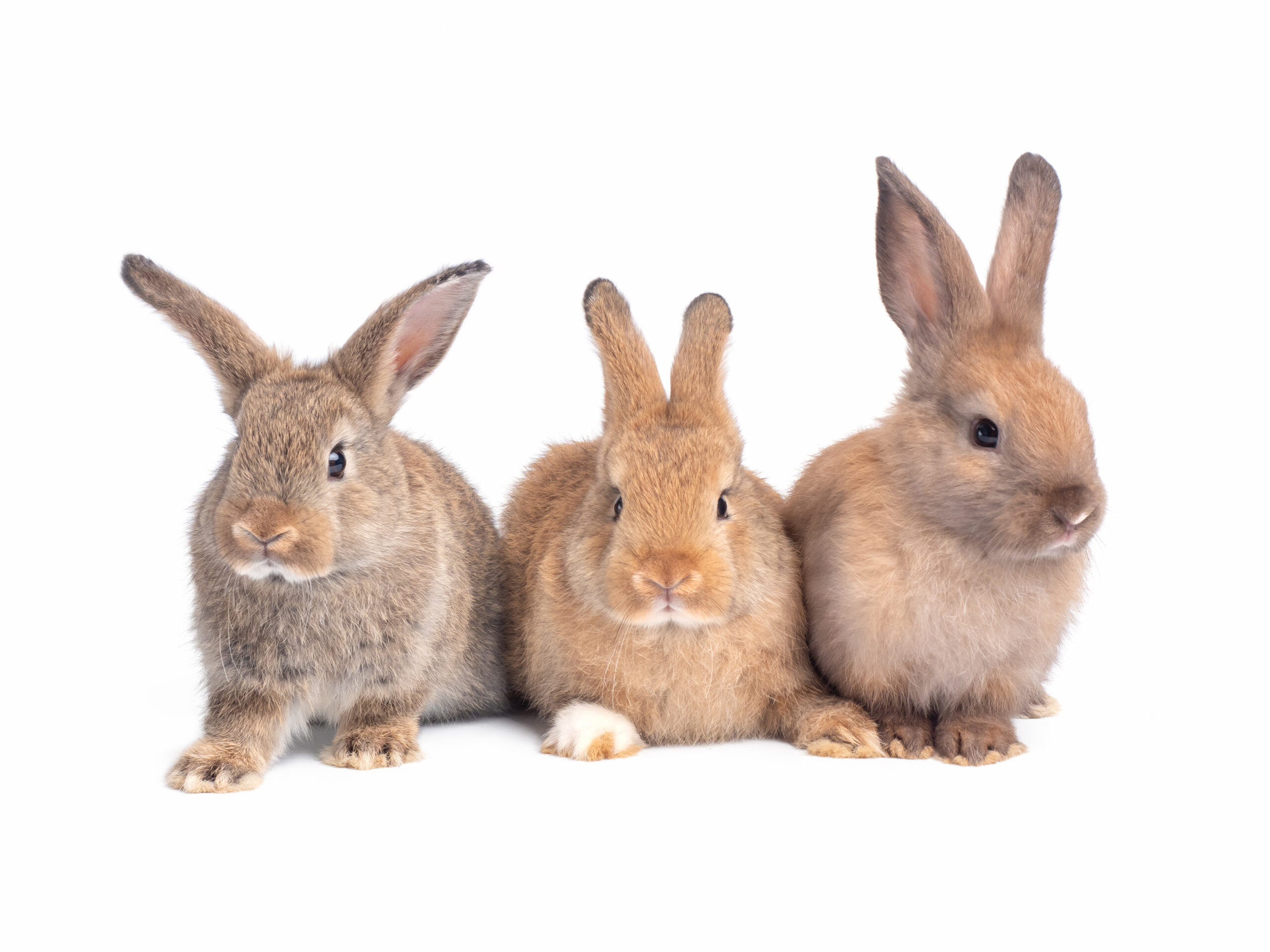 Detail Images Of Bunny Rabbits Nomer 9