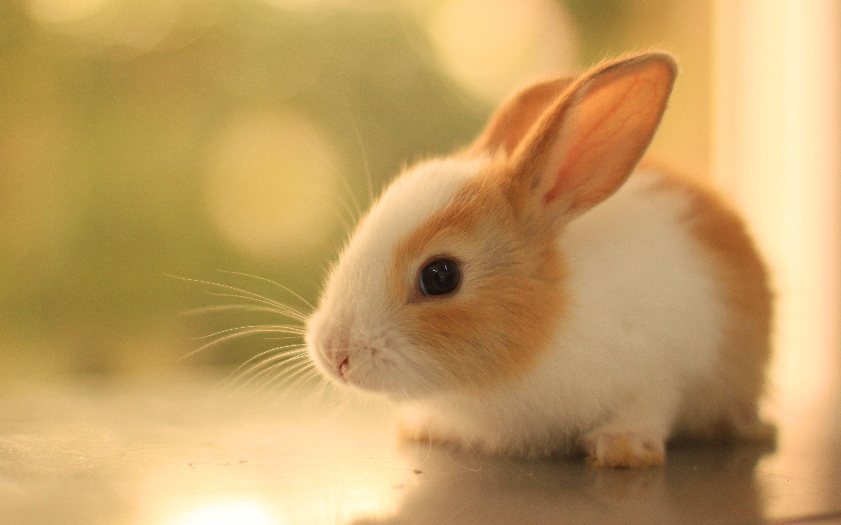 Detail Images Of Bunny Rabbits Nomer 10
