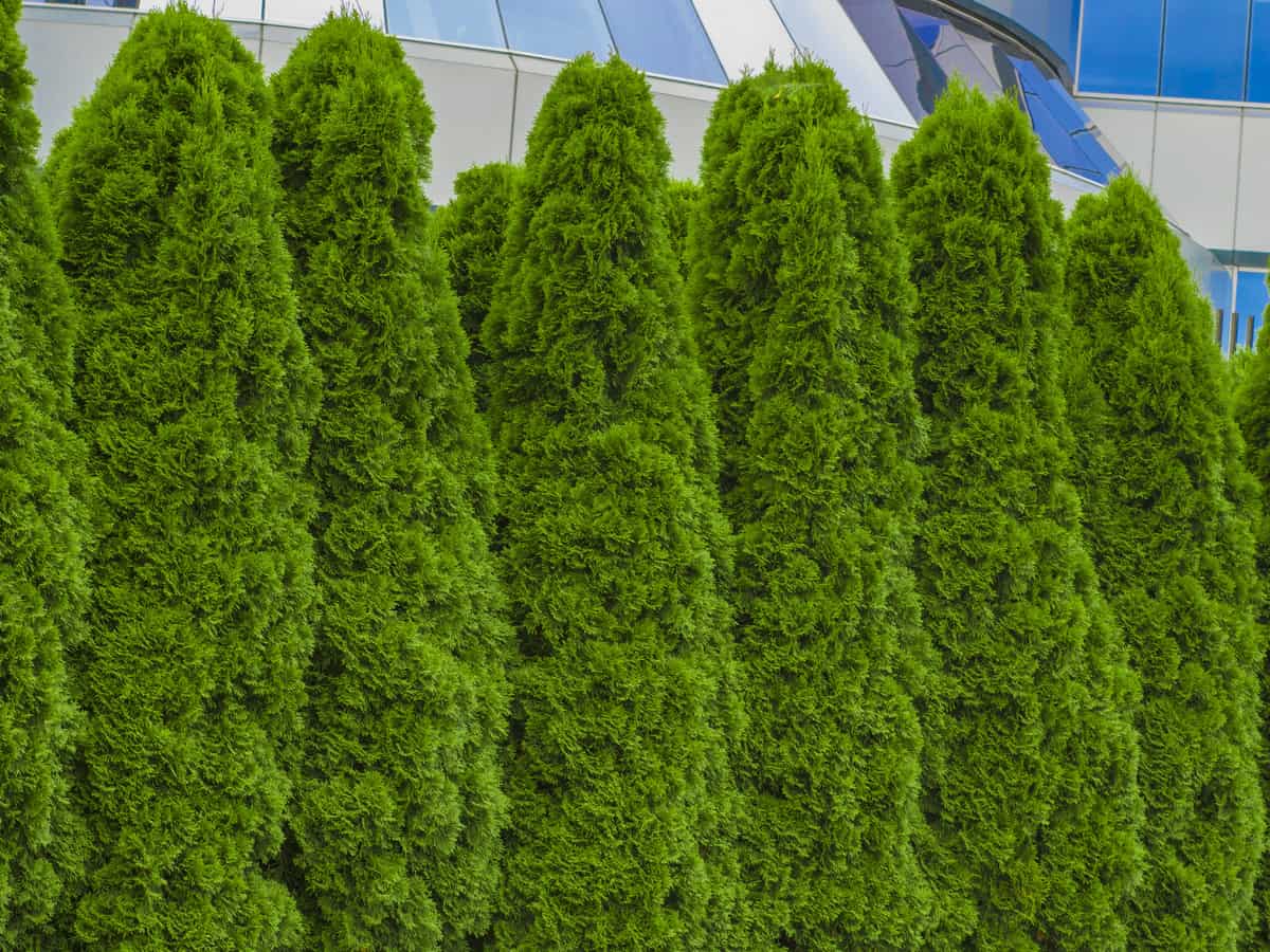 Detail Images Of Bushes Nomer 50