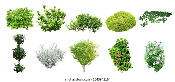 Detail Images Of Bushes And Shrubs Nomer 3