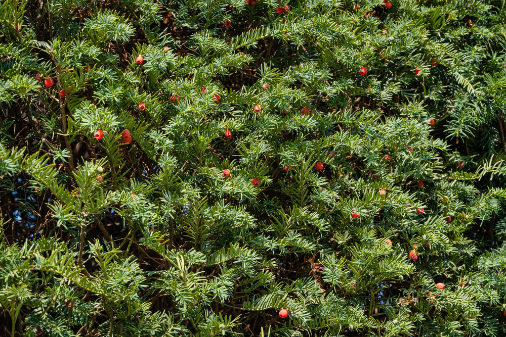 Detail Images Of Bushes And Shrubs Nomer 21