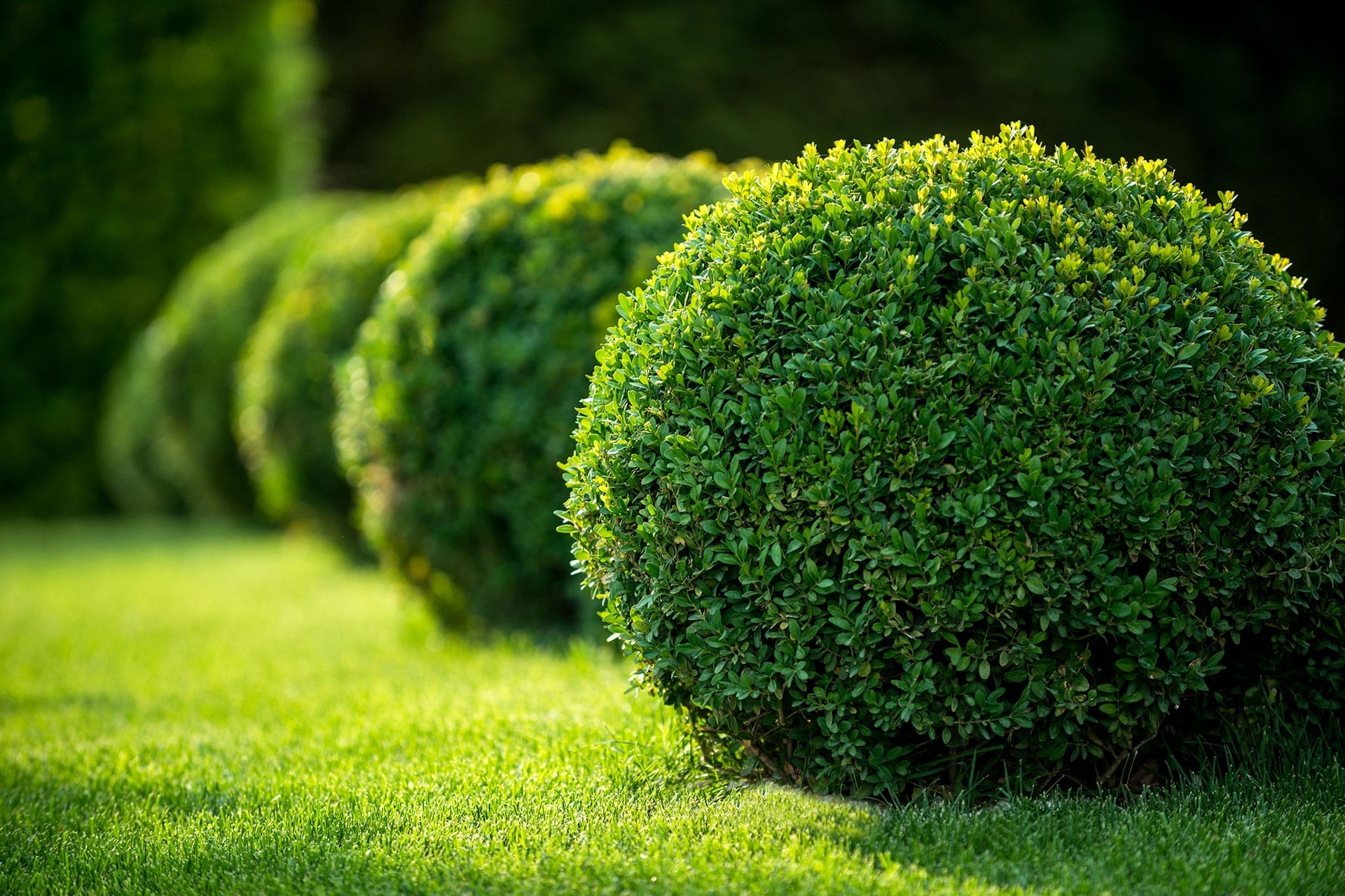 Detail Images Of Bushes And Shrubs Nomer 22