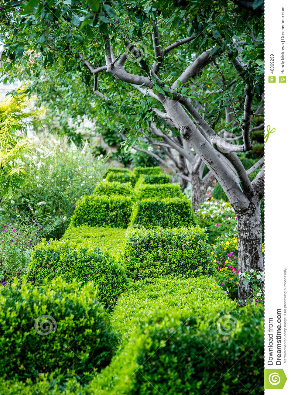 Detail Images Of Bushes And Shrubs Nomer 55