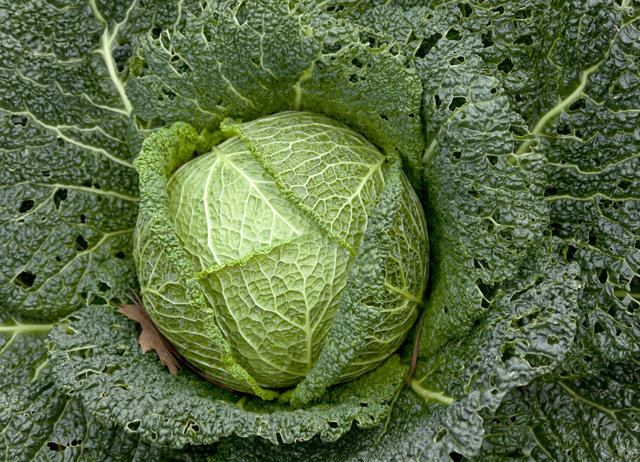 Detail Images Of Cabbage Nomer 13