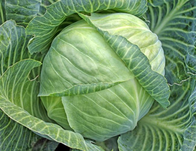 Detail Images Of Cabbage Nomer 14