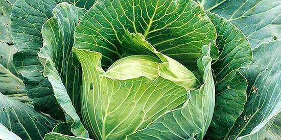Detail Images Of Cabbage Nomer 15