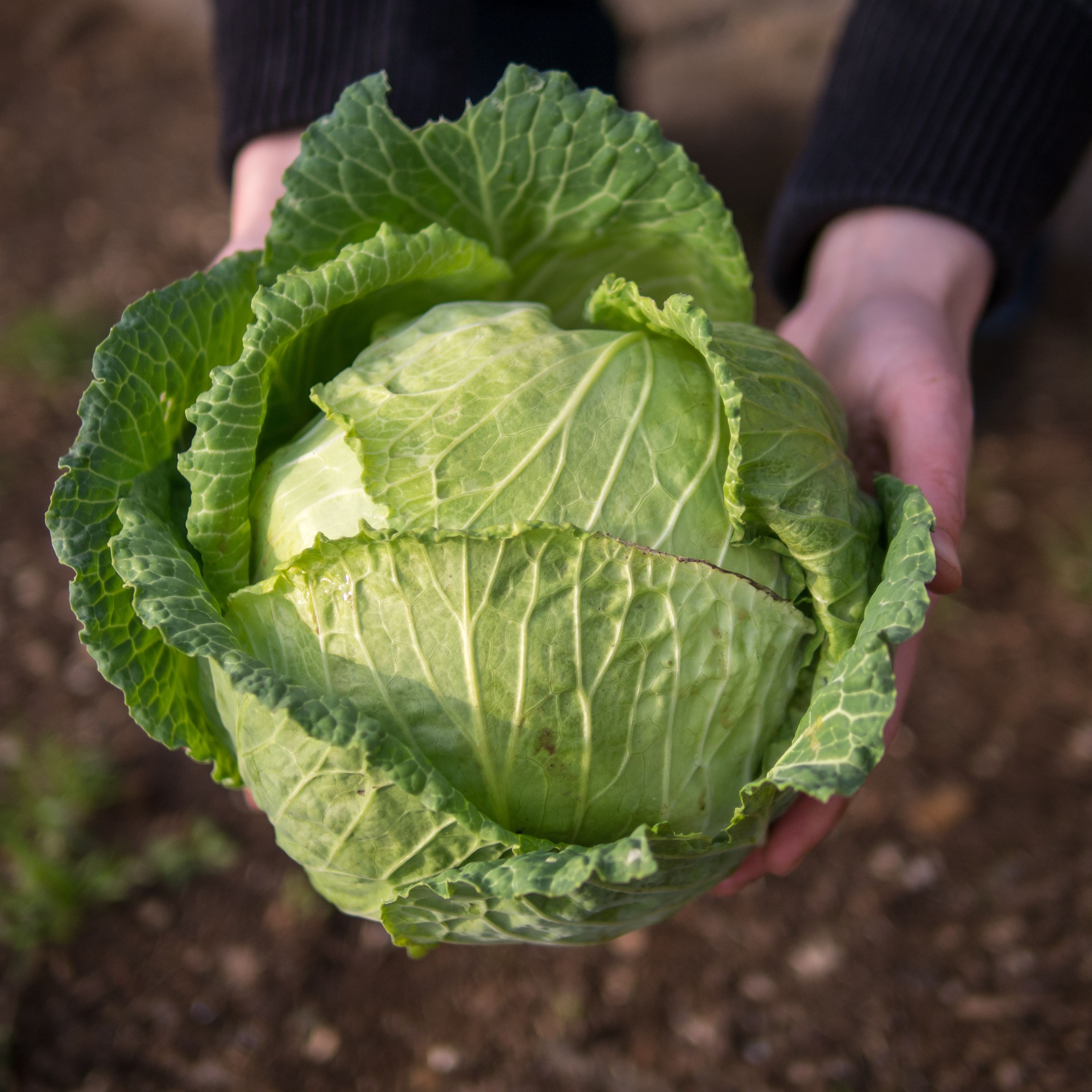 Detail Images Of Cabbage Nomer 26