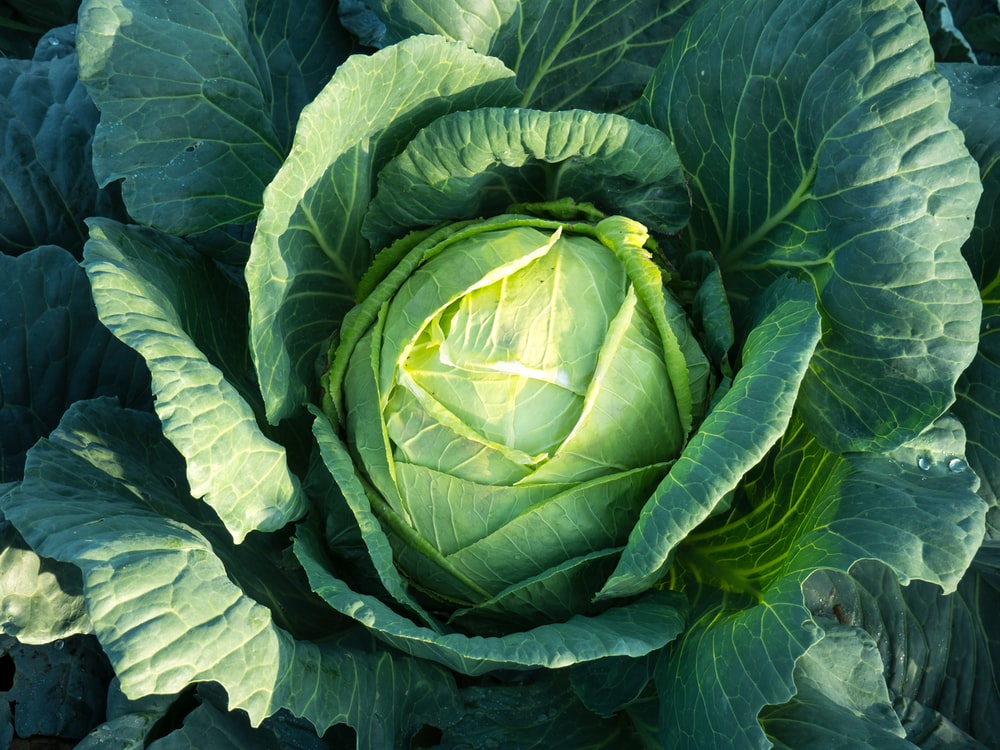 Detail Images Of Cabbage Nomer 27