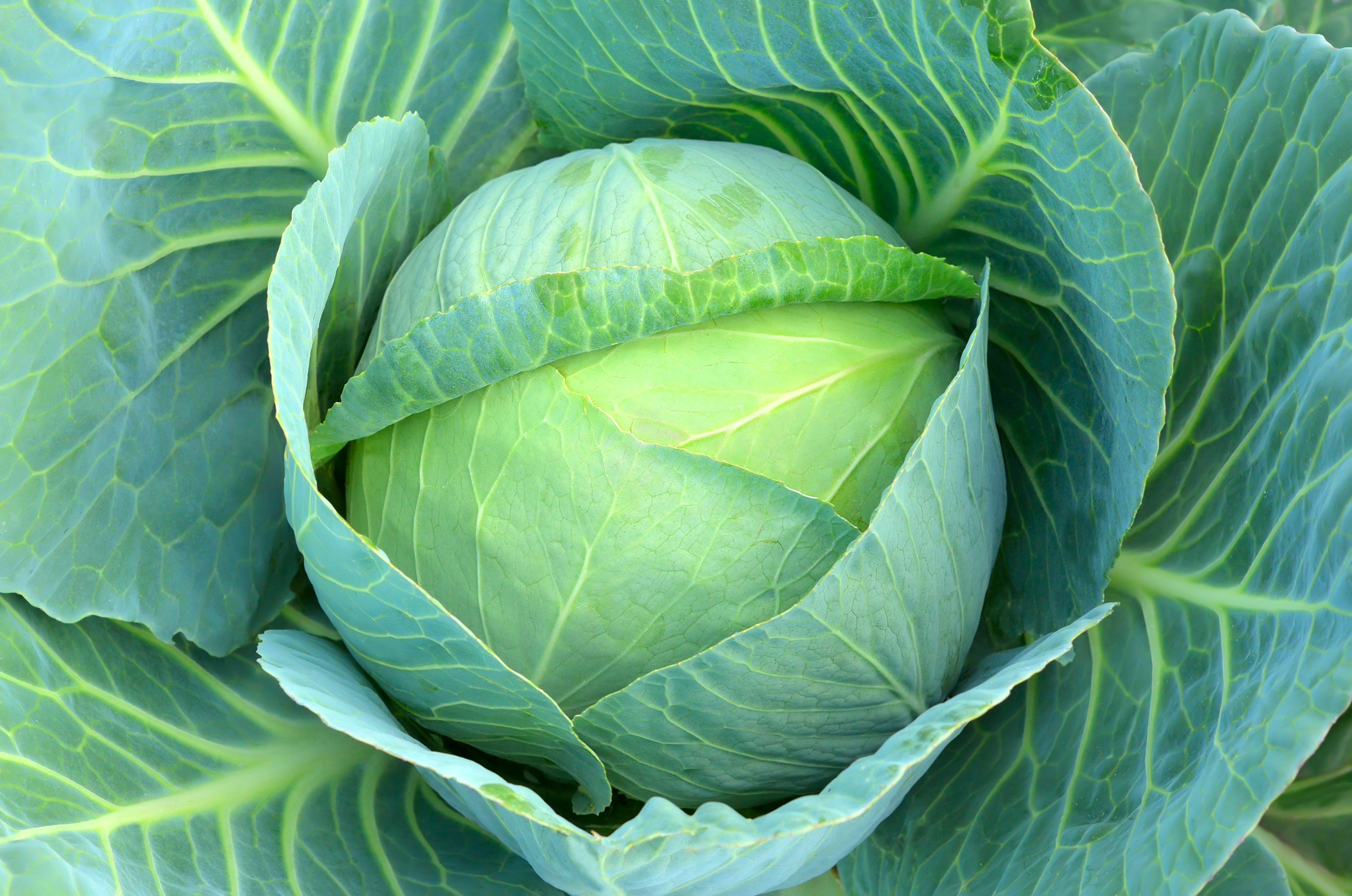 Detail Images Of Cabbage Nomer 4