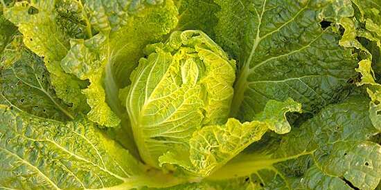 Detail Images Of Cabbage Nomer 35