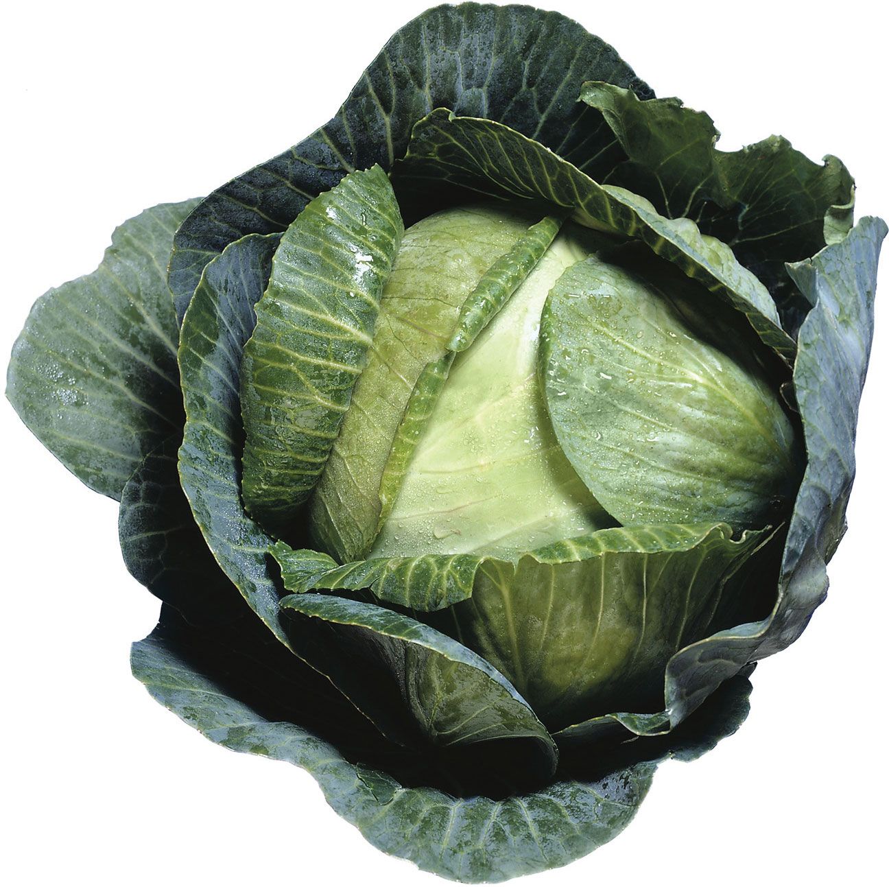 Detail Images Of Cabbage Nomer 43