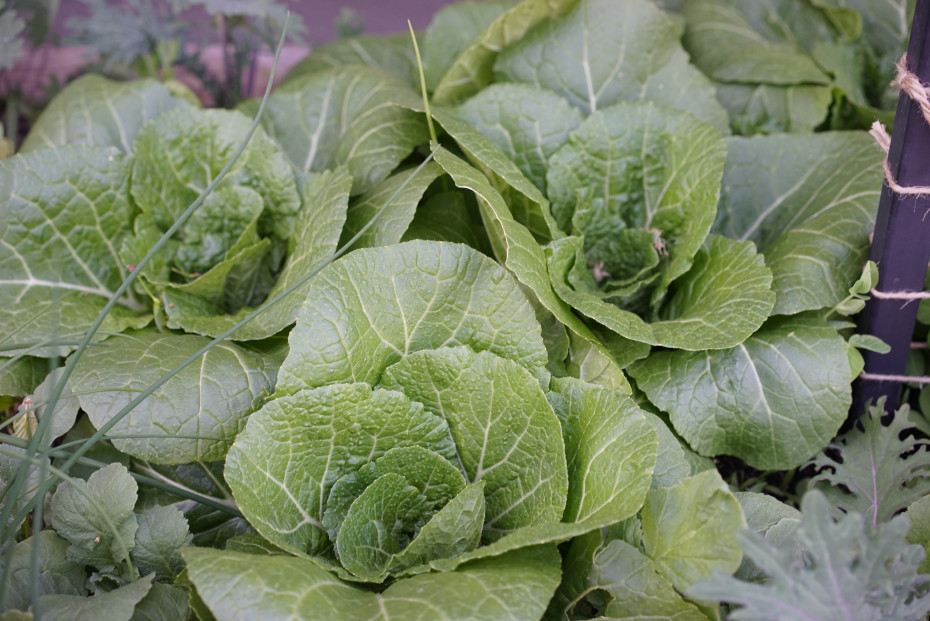 Detail Images Of Cabbages Nomer 39