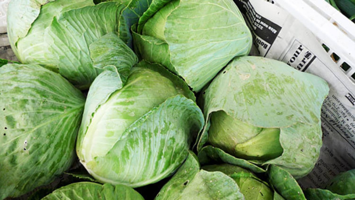 Detail Images Of Cabbages Nomer 45