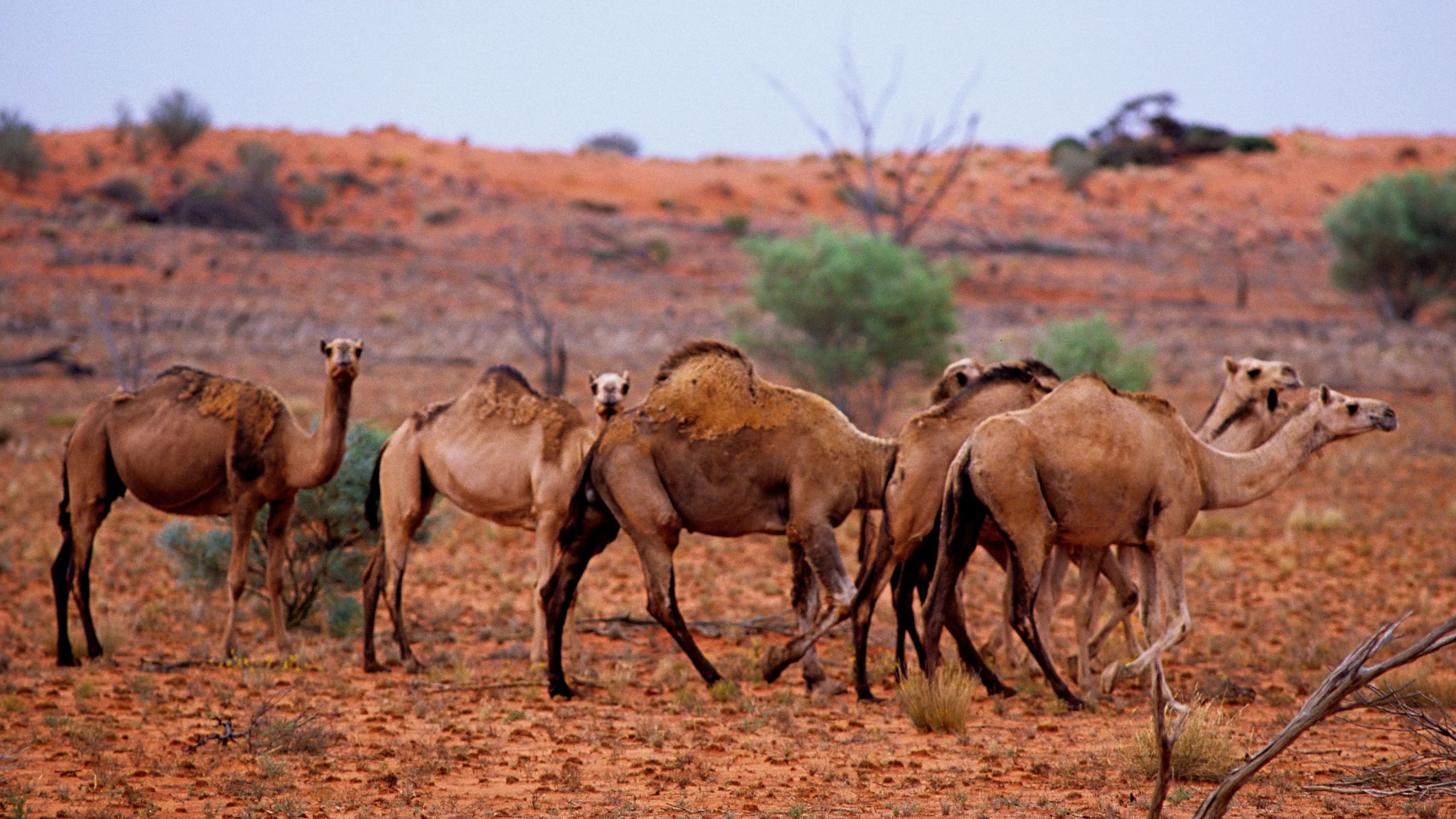 Detail Images Of Camel Nomer 31