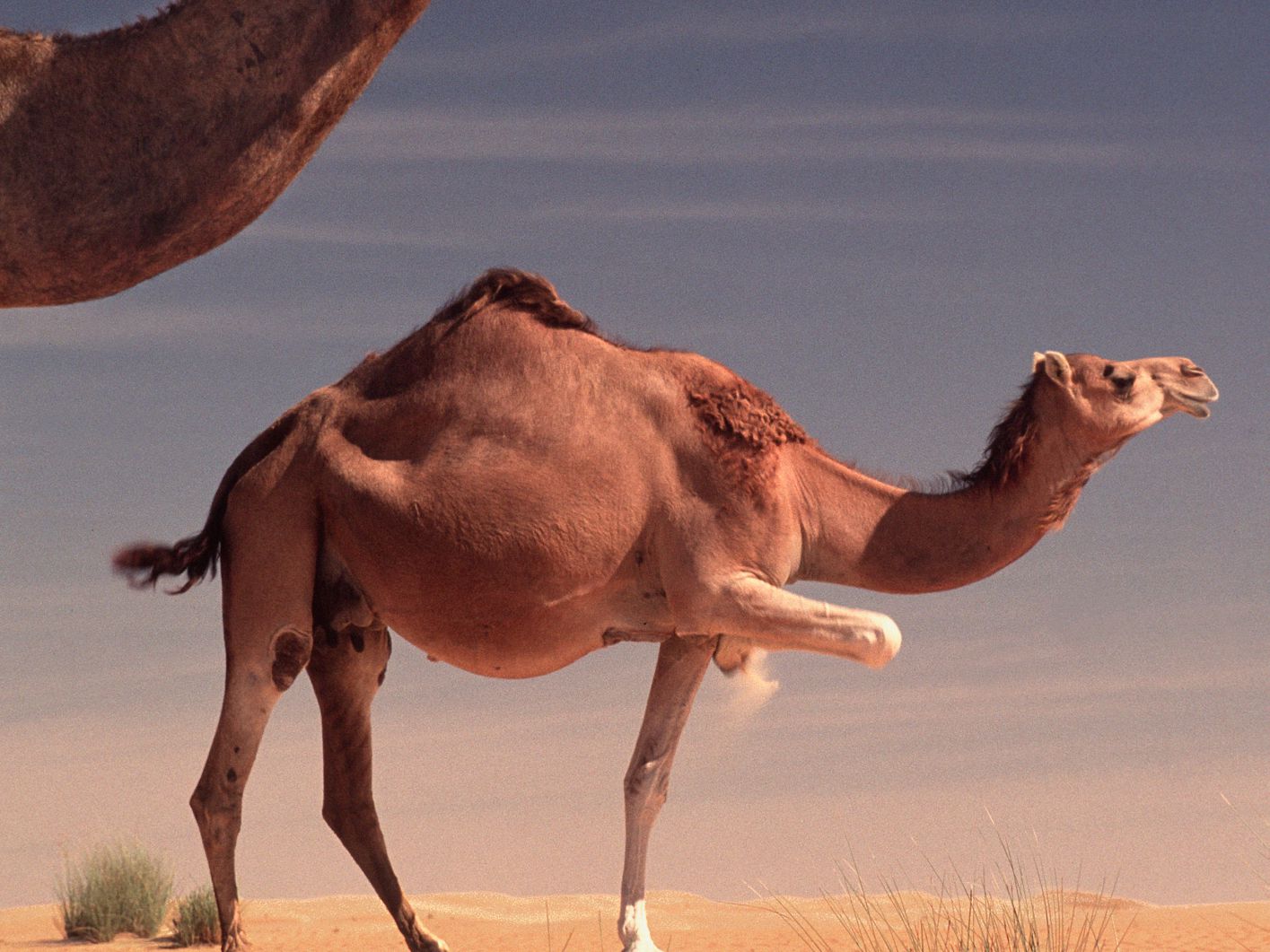 Detail Images Of Camels Nomer 20
