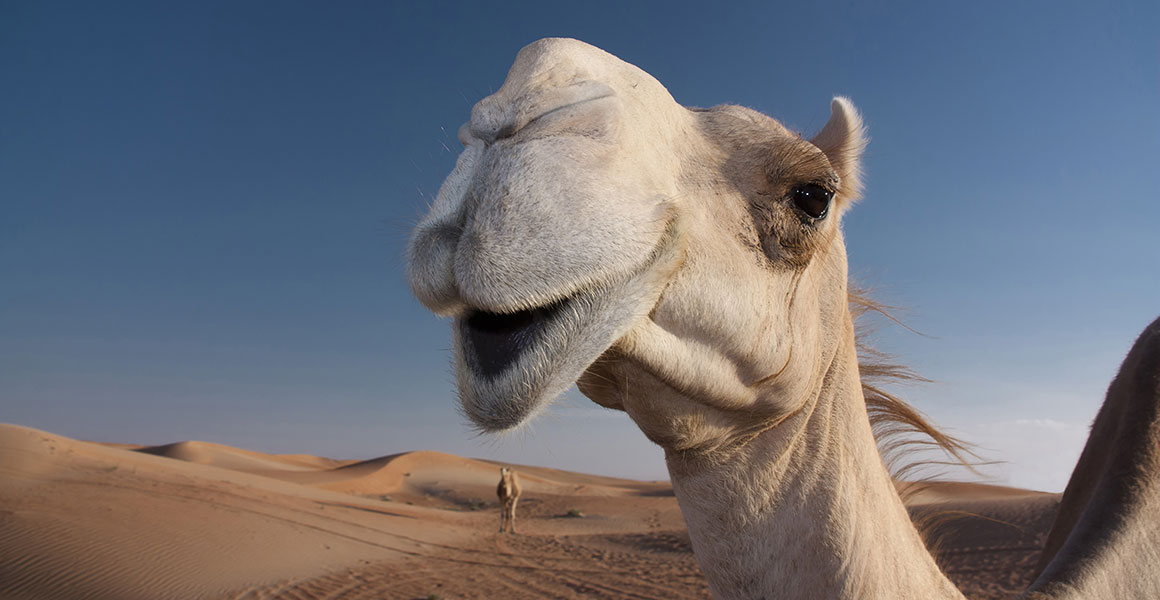 Detail Images Of Camels Nomer 24