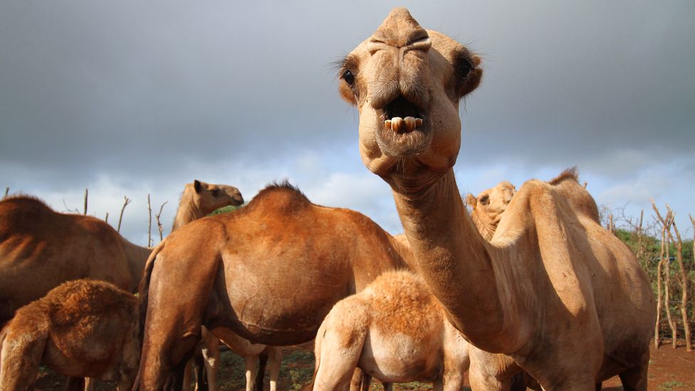 Detail Images Of Camels Nomer 36