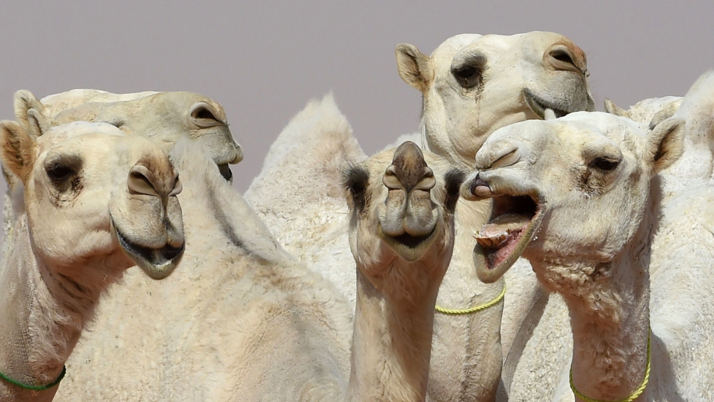 Detail Images Of Camels Nomer 39