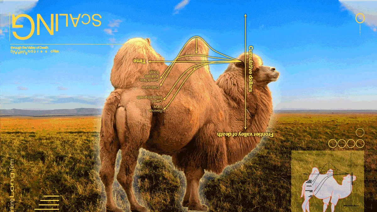 Detail Images Of Camels Nomer 41