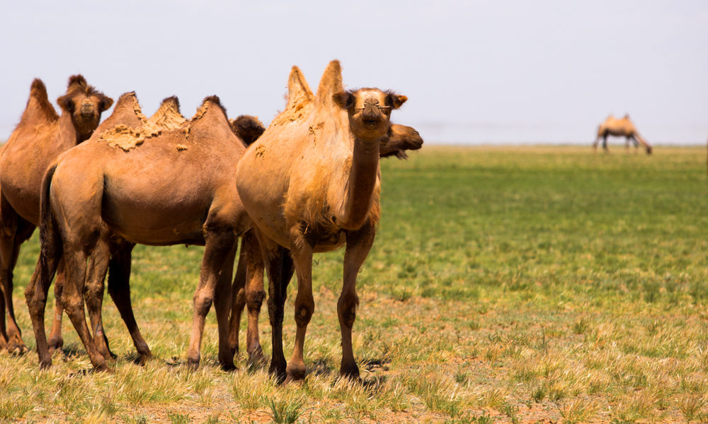 Detail Images Of Camels Nomer 54