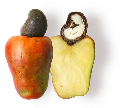 Detail Images Of Cashew Fruit Nomer 11